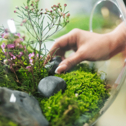 A hand reaching into a terrarium representing an ecosystem for a blog talking about content ecosystems